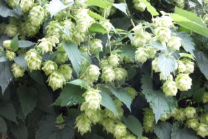 センターだより8月号をお届け